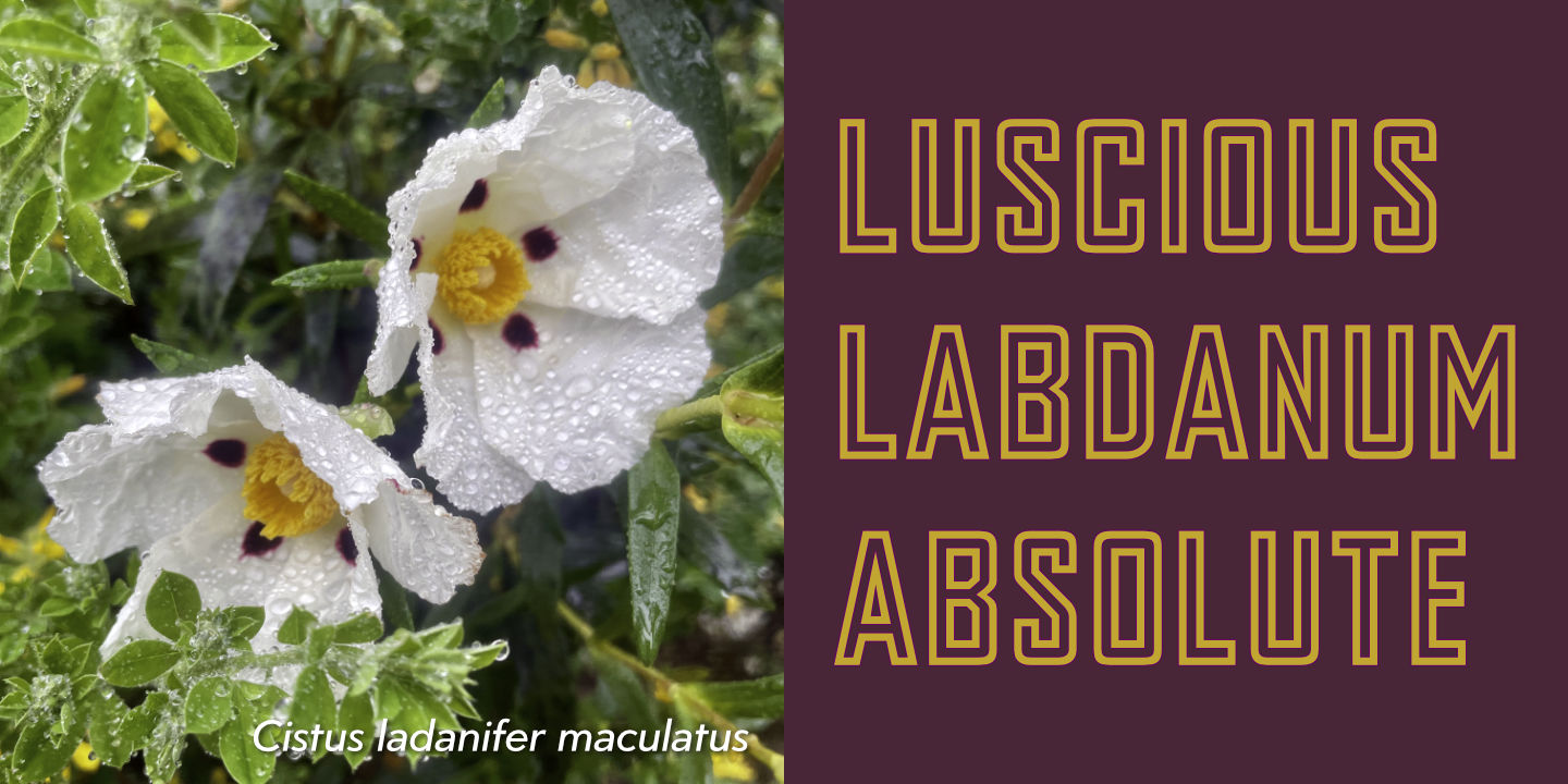Labdanum
