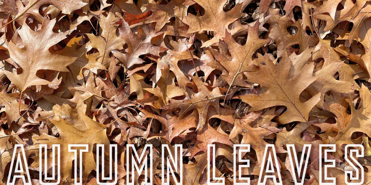 Autumn leaves