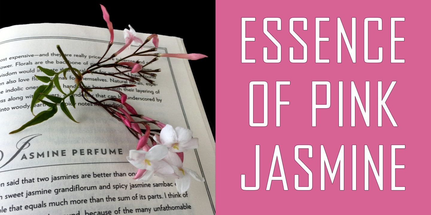 Pink jasmine