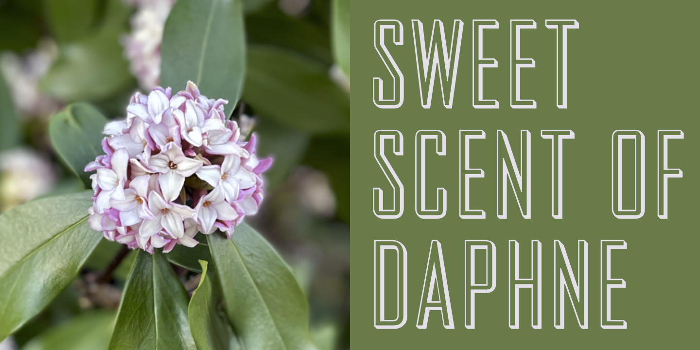 Daphne