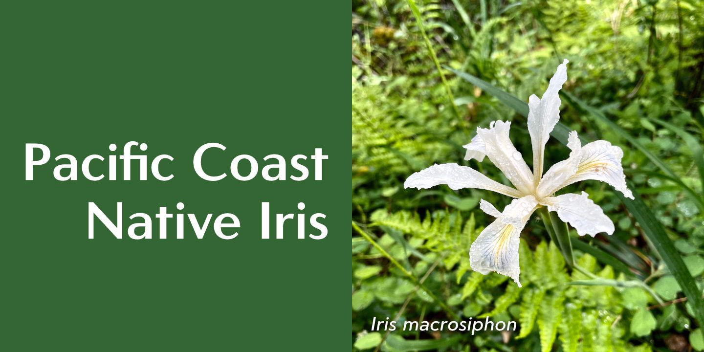Native Iris