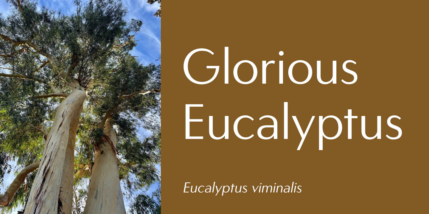 Glorious Eucalyptus