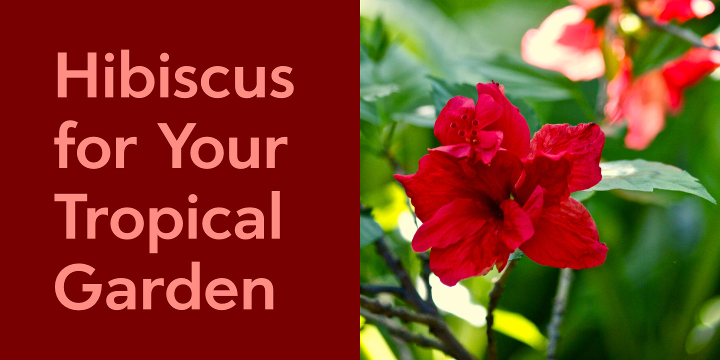 Red Hibiscus