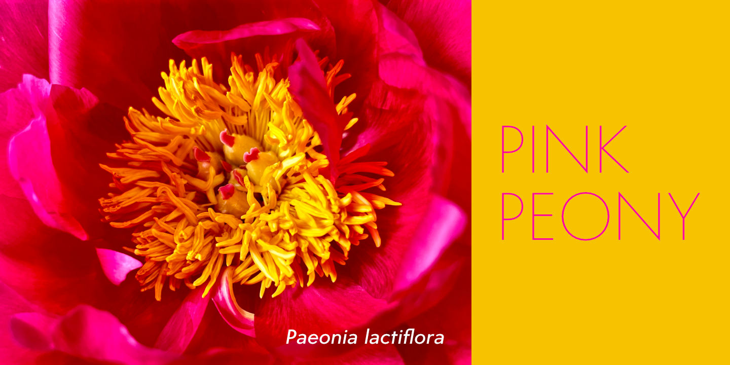 Pink Peony