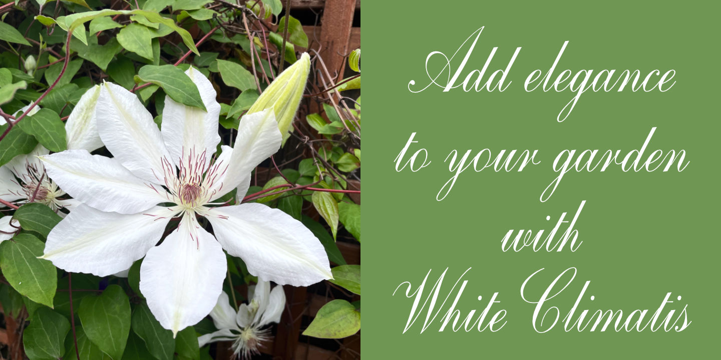 White Climatis