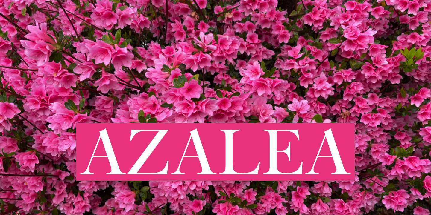 Pink Azalea