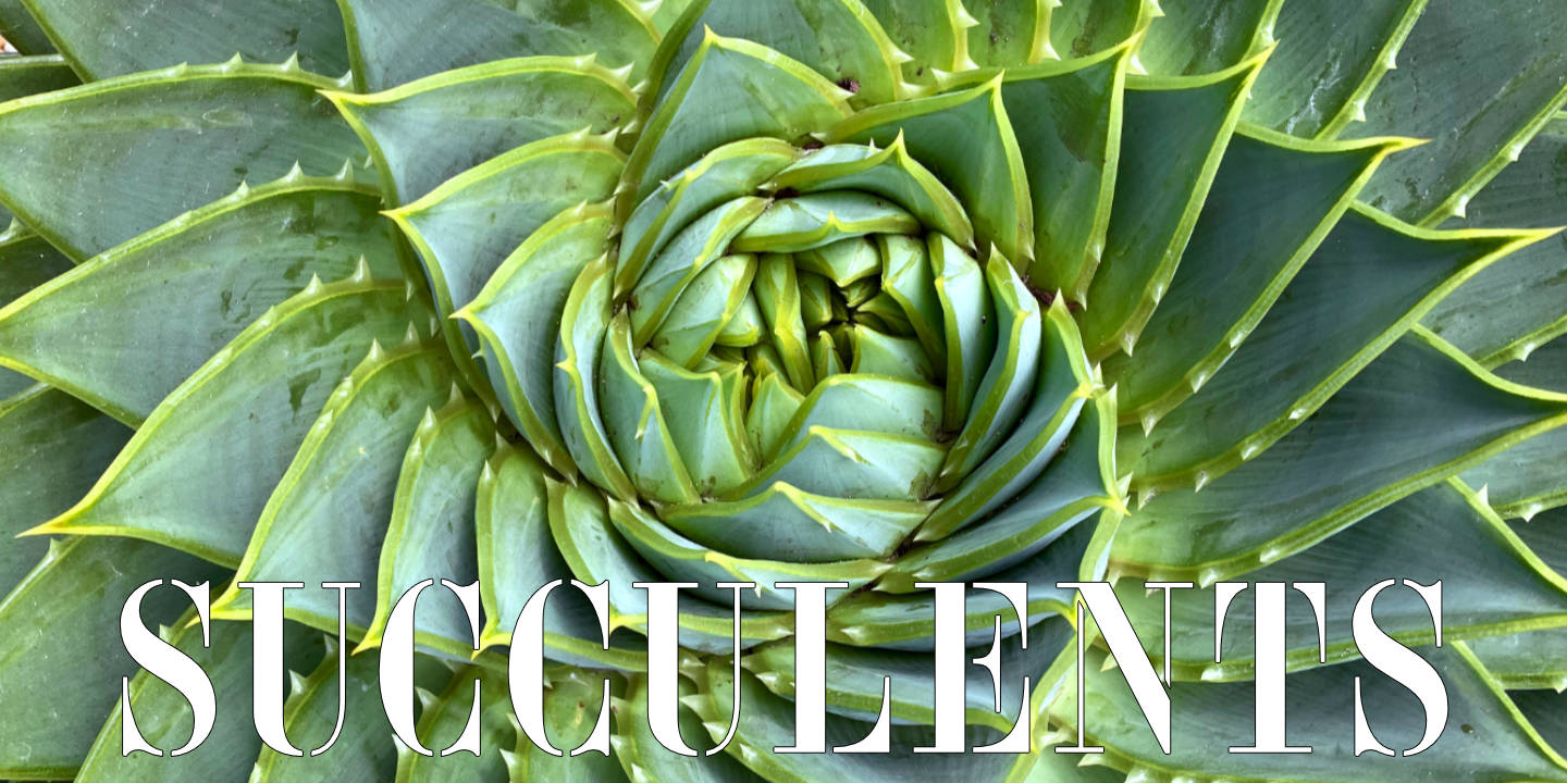 Succulents
