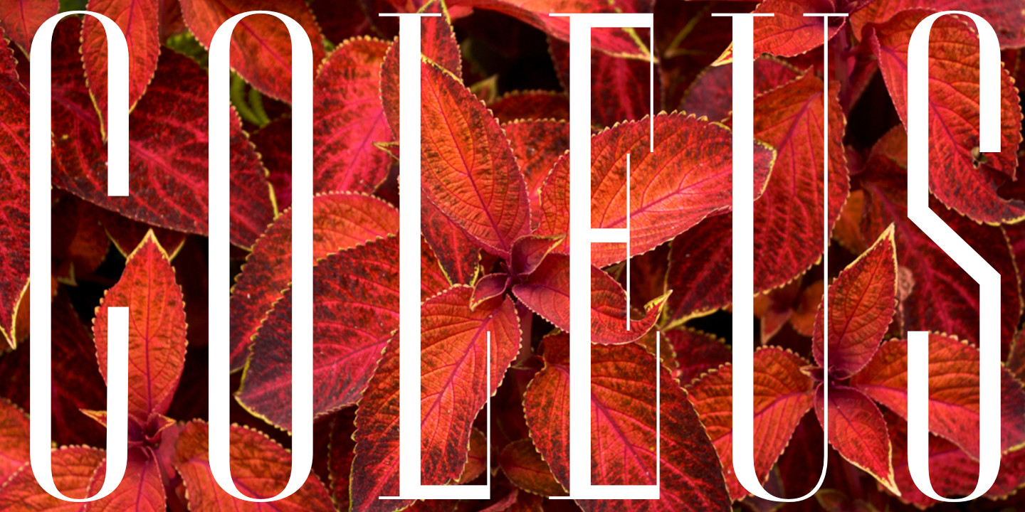 Coleus