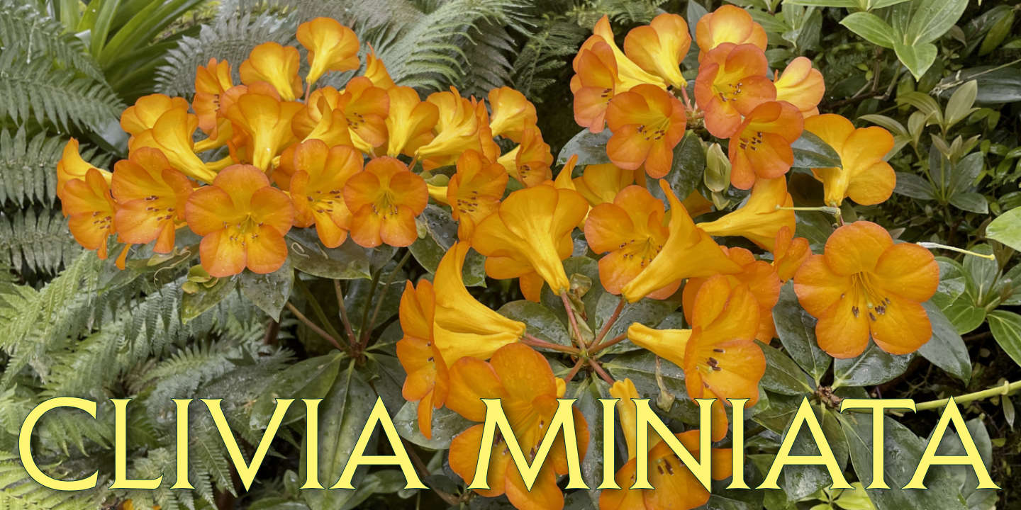 Clivia