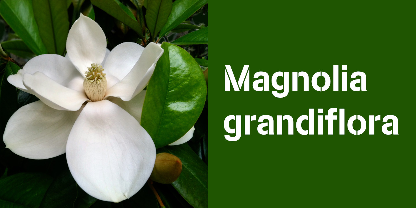 Magnolia grandiflora