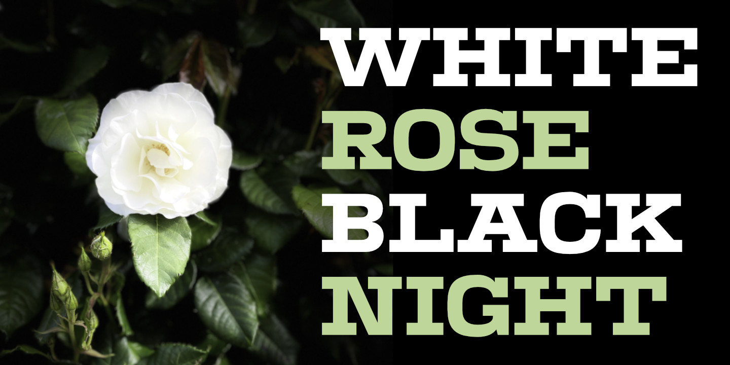 White Rose