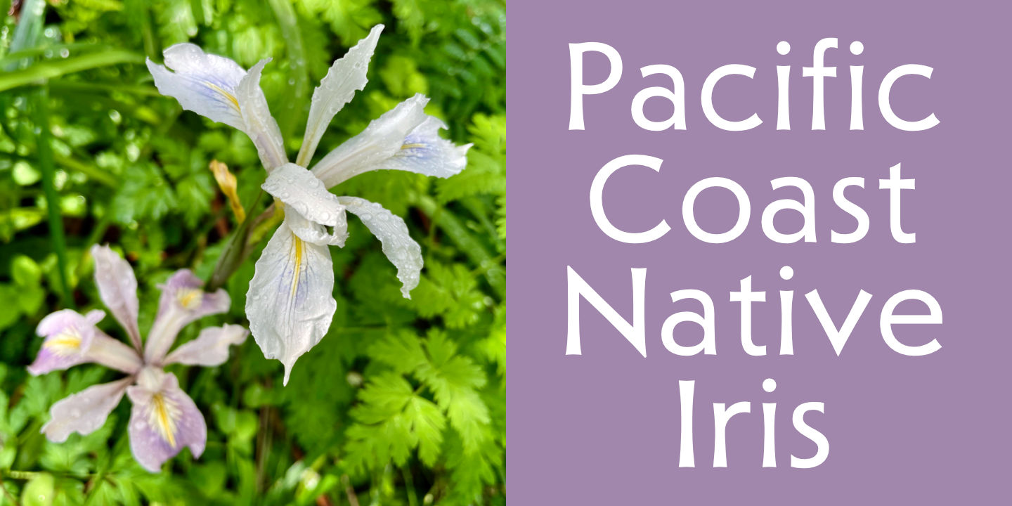 Native Iris