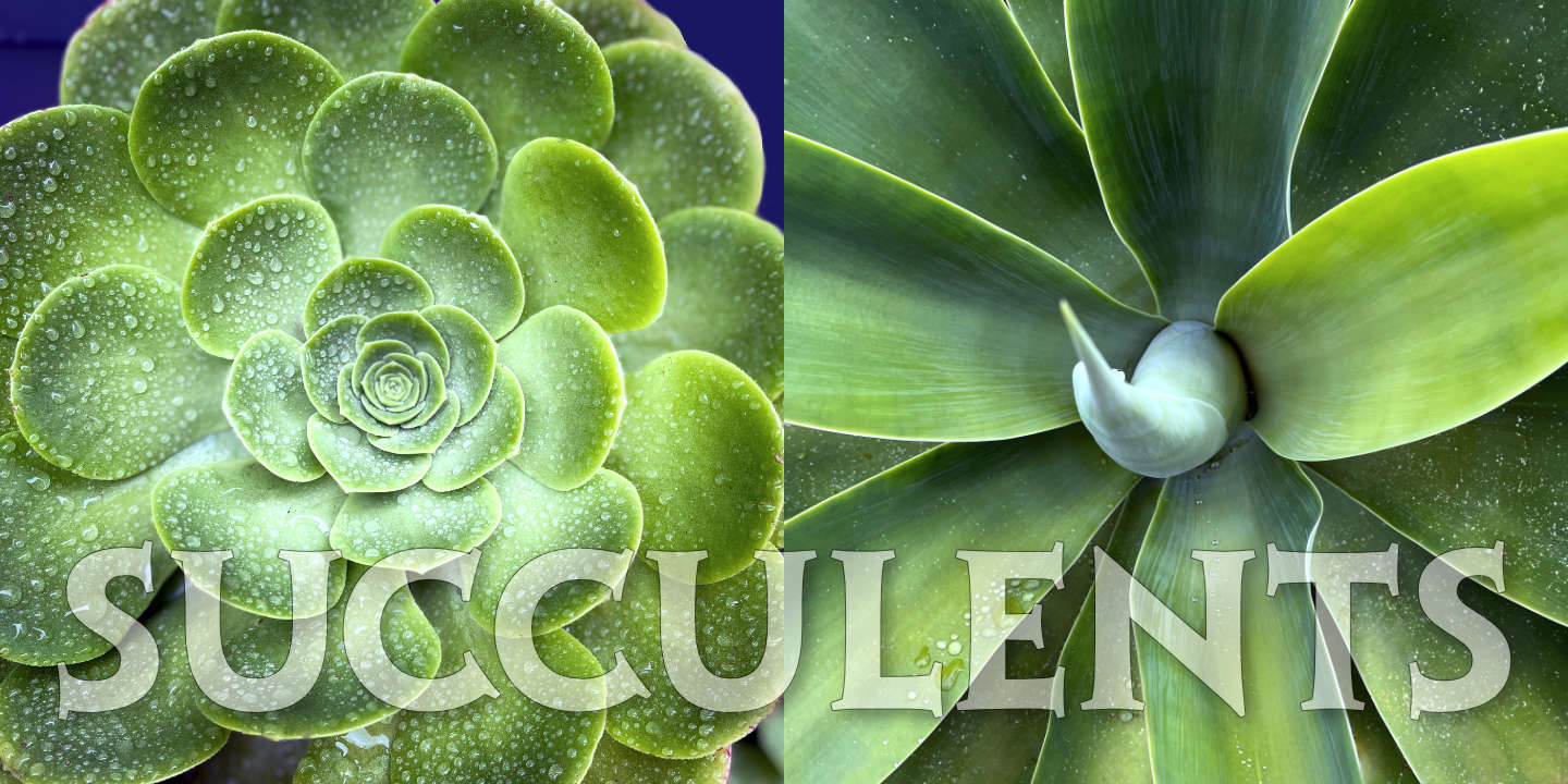 Succulents