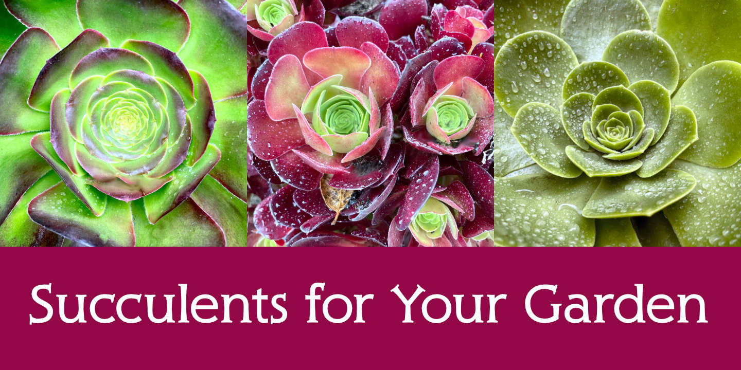 Succulents